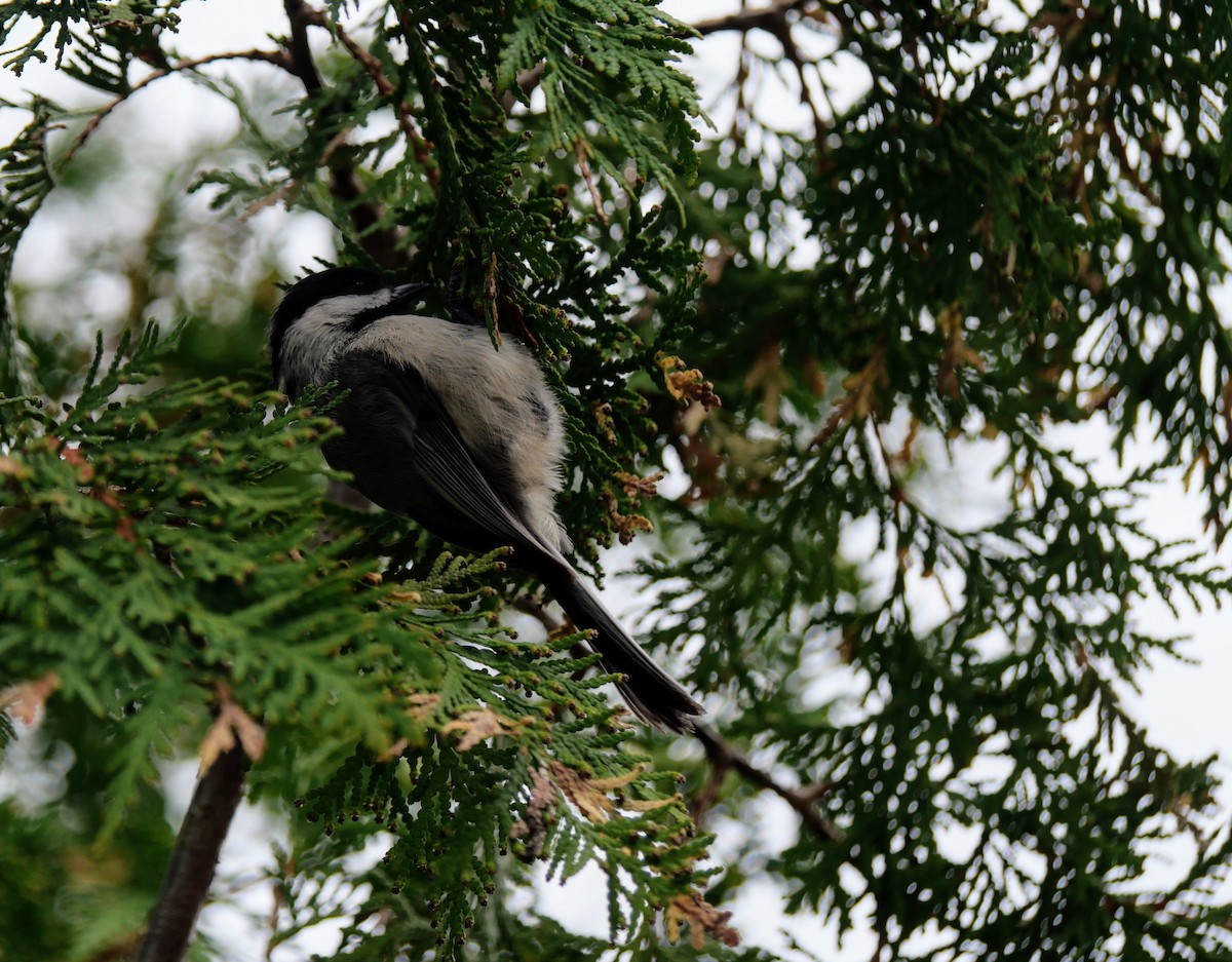 Mésange à tête noire - ML618427574