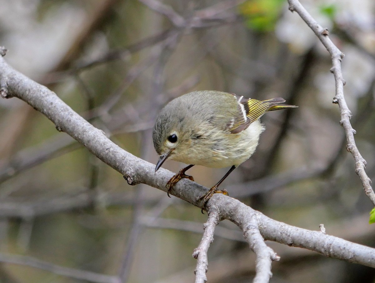 Ruby-crowned Kinglet - Cécile Charlton