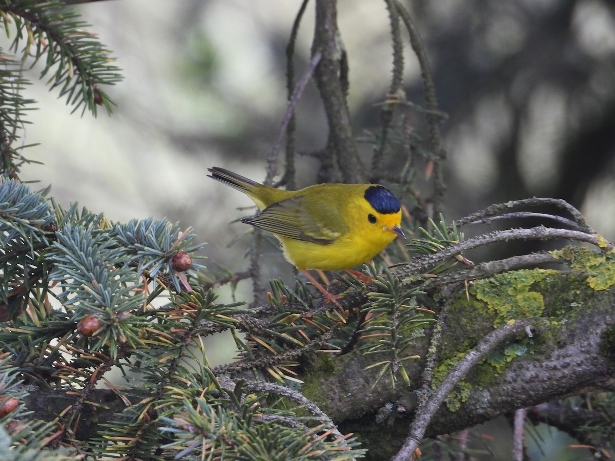 Wilson's Warbler - ML618427594