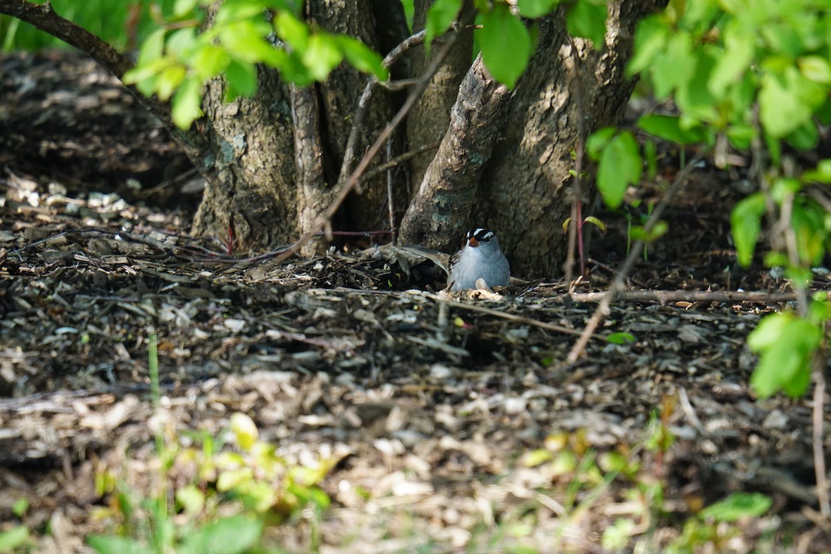 White-crowned Sparrow - ML618427597