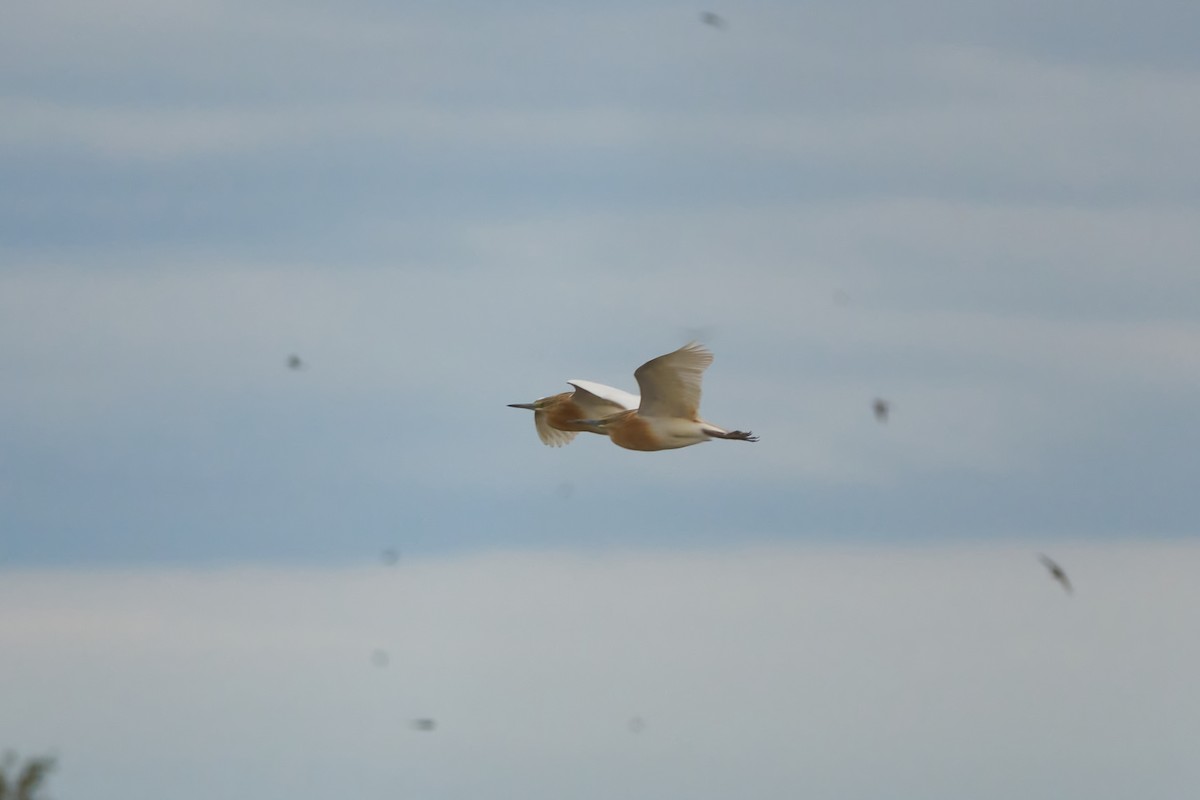 Squacco Heron - Luis Manso