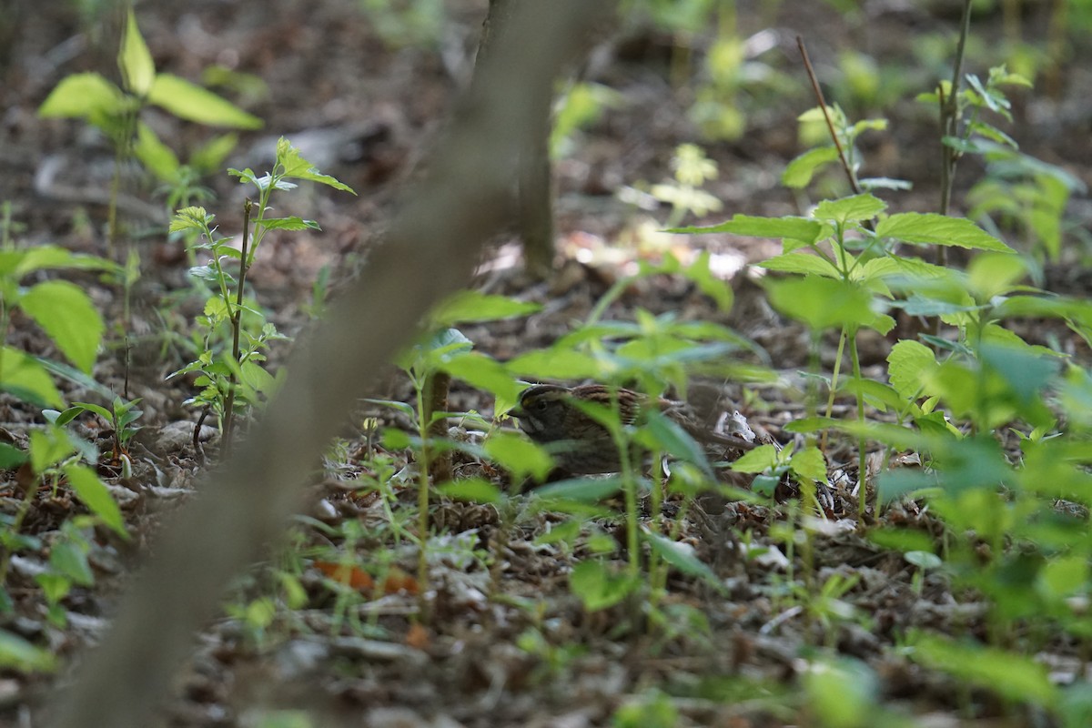 White-throated Sparrow - ML618427605