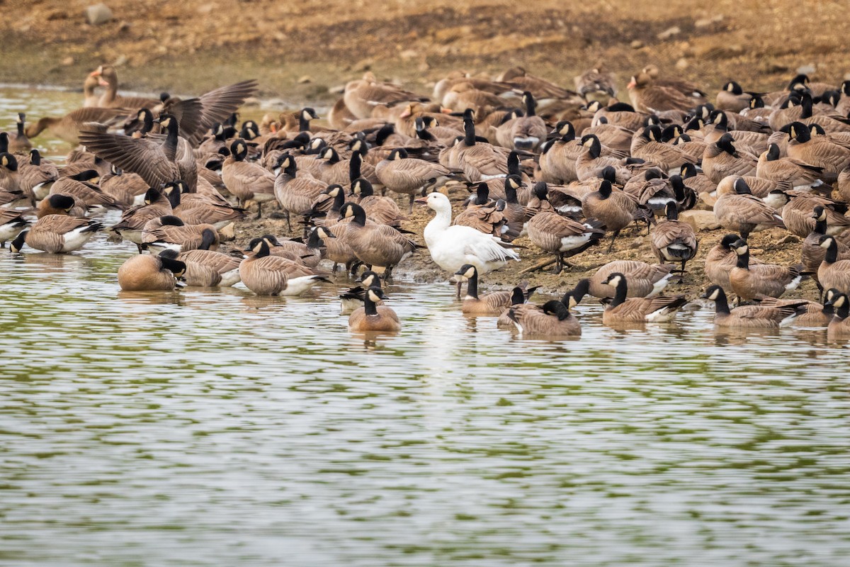 Snow Goose - ML618427613