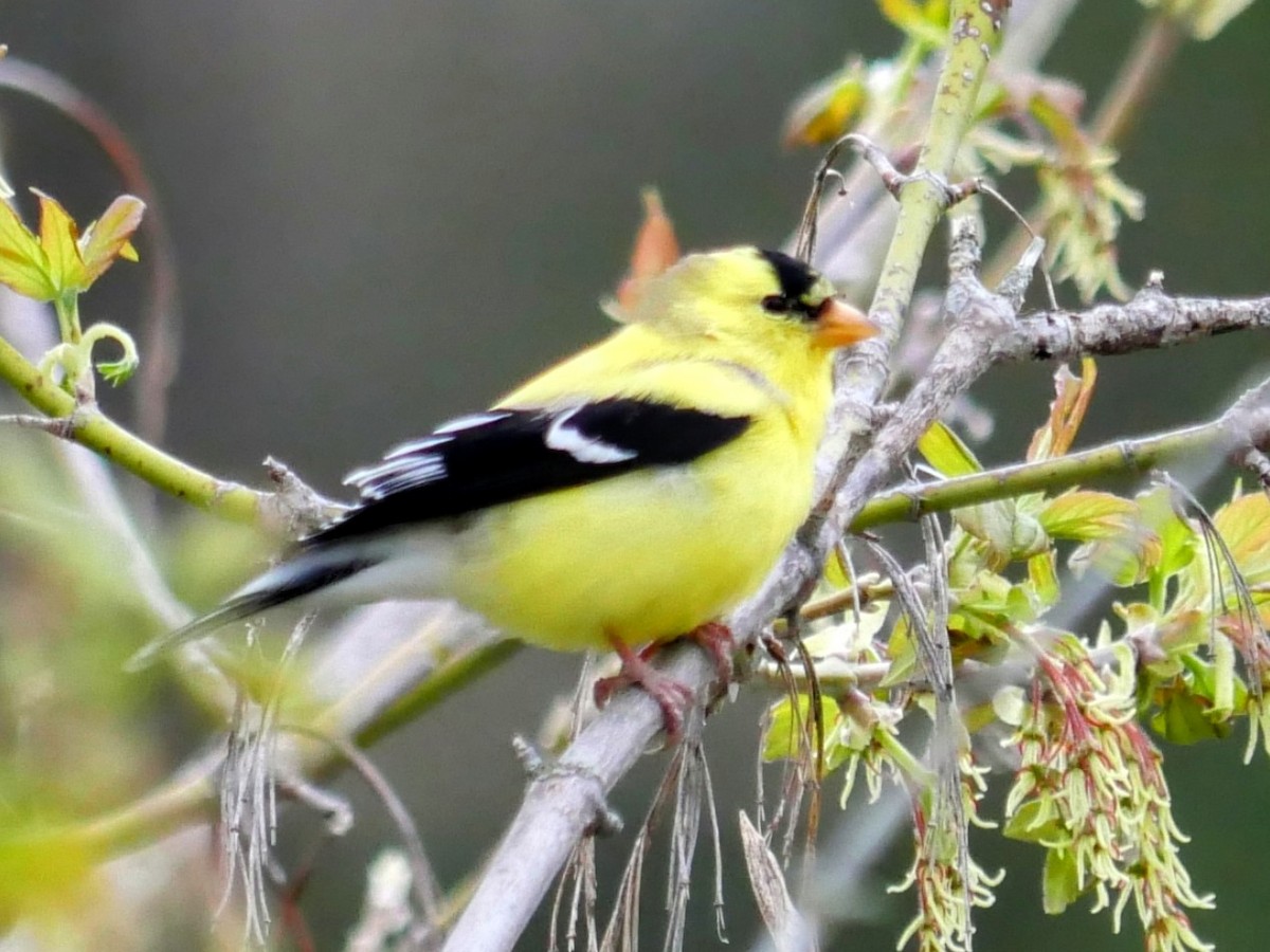 American Goldfinch - ML618427625