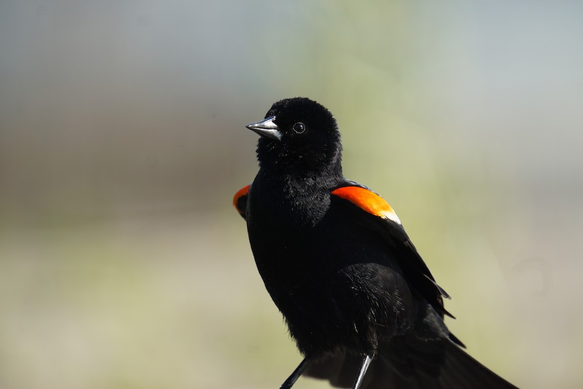 Red-winged Blackbird - Callan Fromm