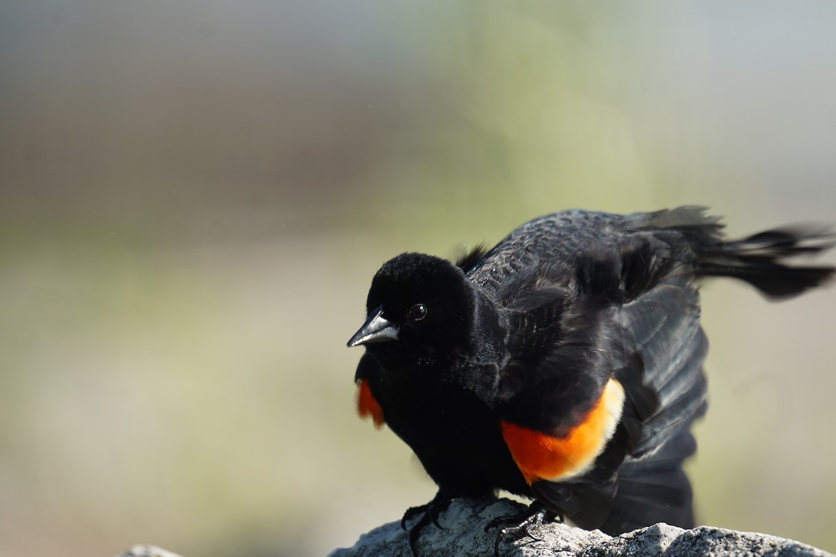 Red-winged Blackbird - Callan Fromm