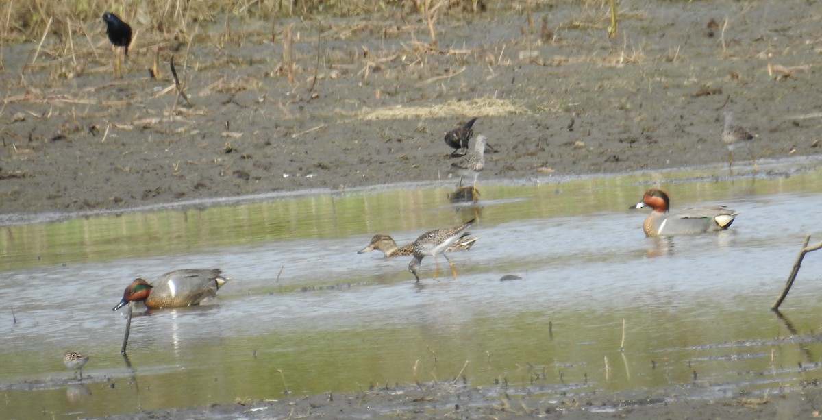 Green-winged Teal - David Bree