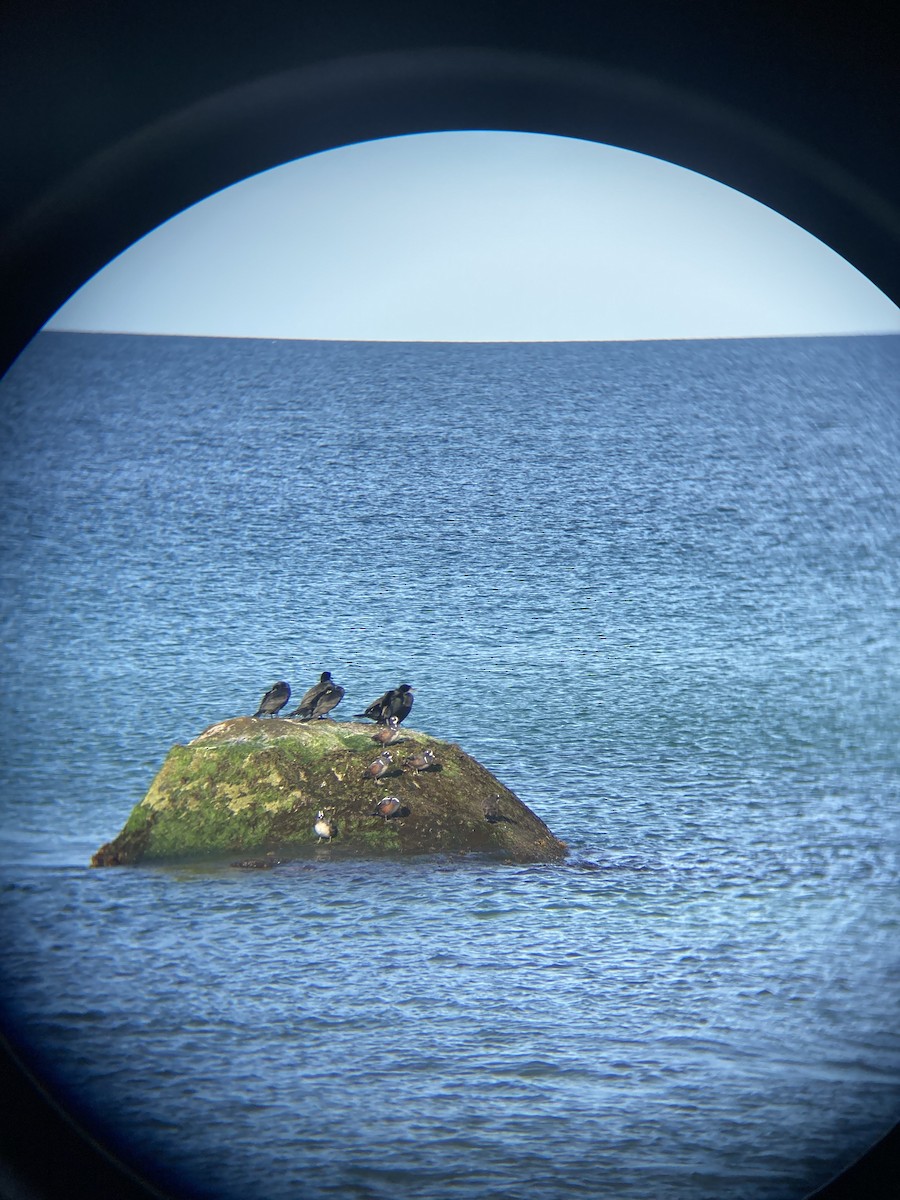 Harlequin Duck - ML618427671