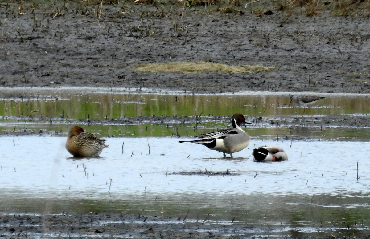 Northern Pintail - ML618427676