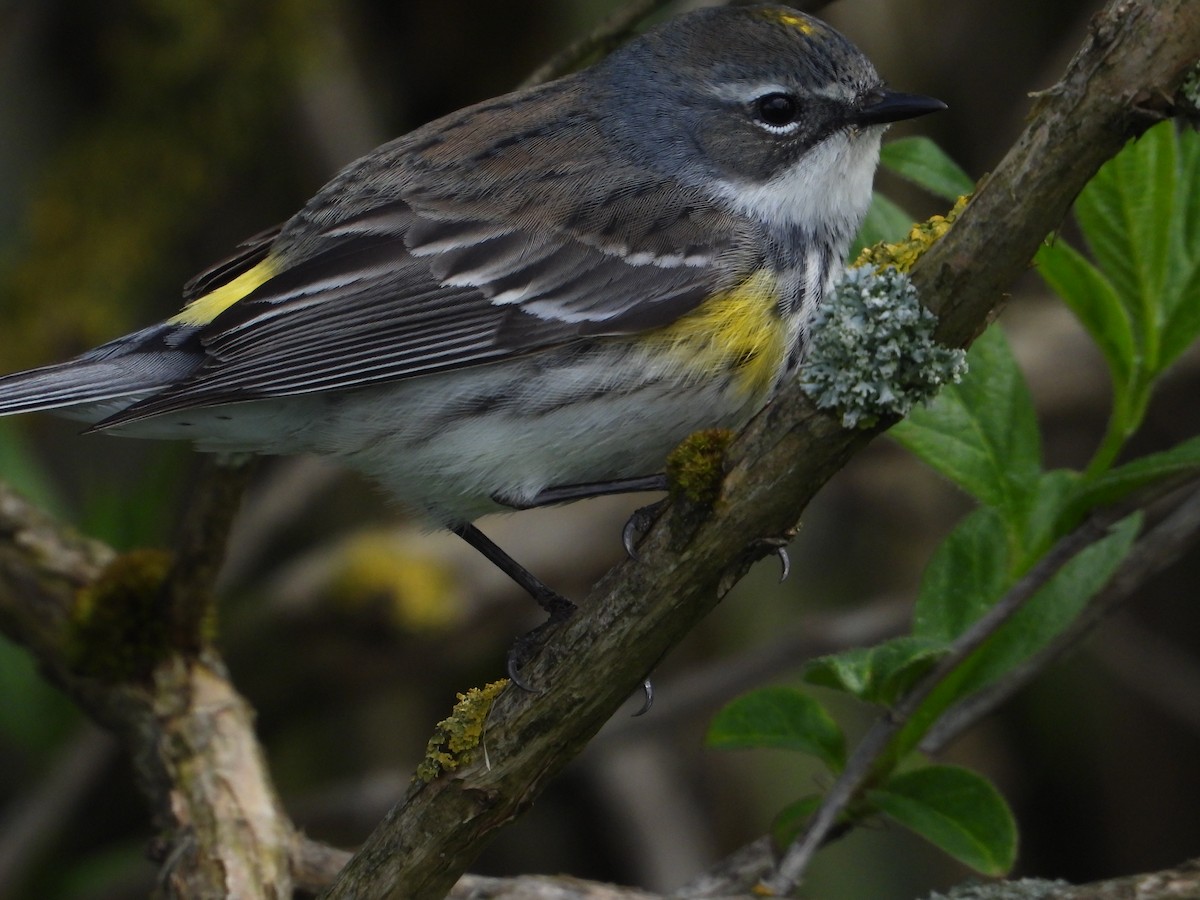 Yellow-rumped Warbler (Myrtle) - ML618427696