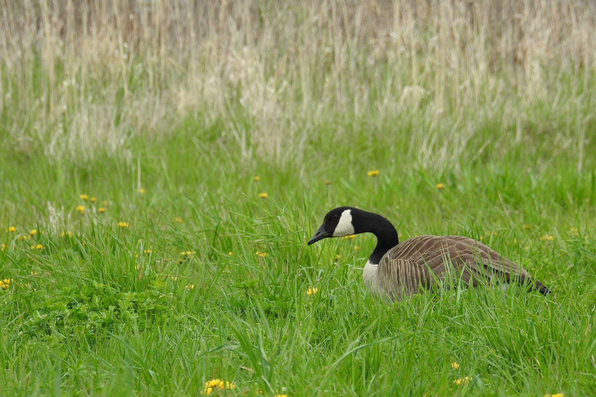 Canada Goose - ML618427704