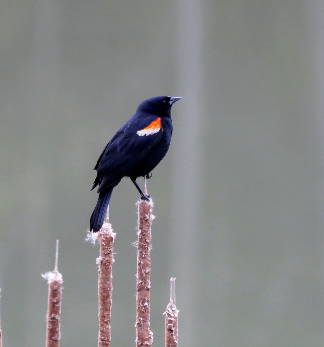 Red-winged Blackbird - ML618427709