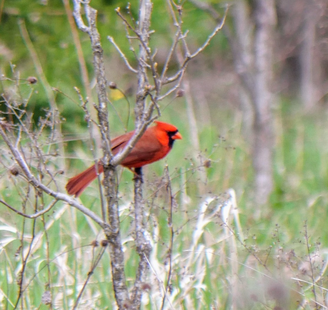 Cardinal rouge - ML618427711