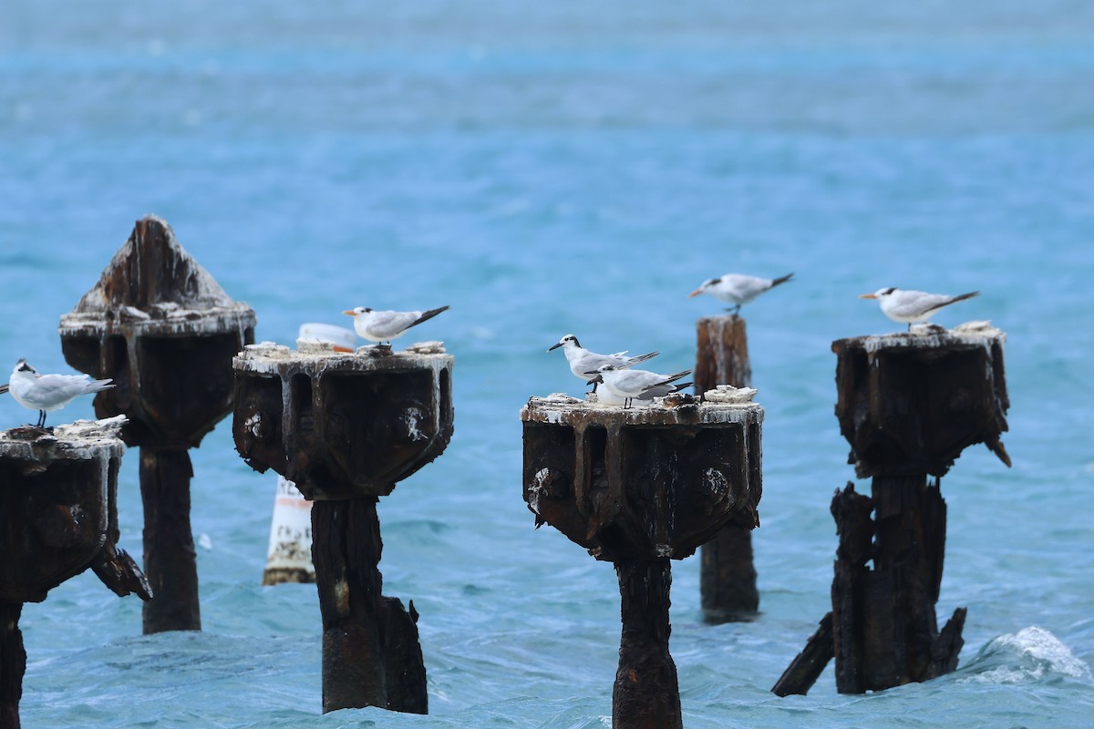 Sandwich Tern - ML618427766