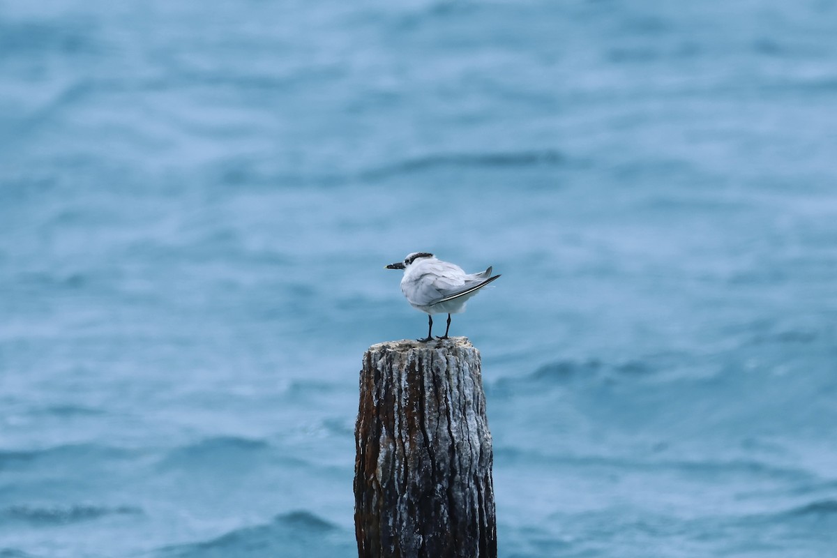 Sandwich Tern - ML618427772