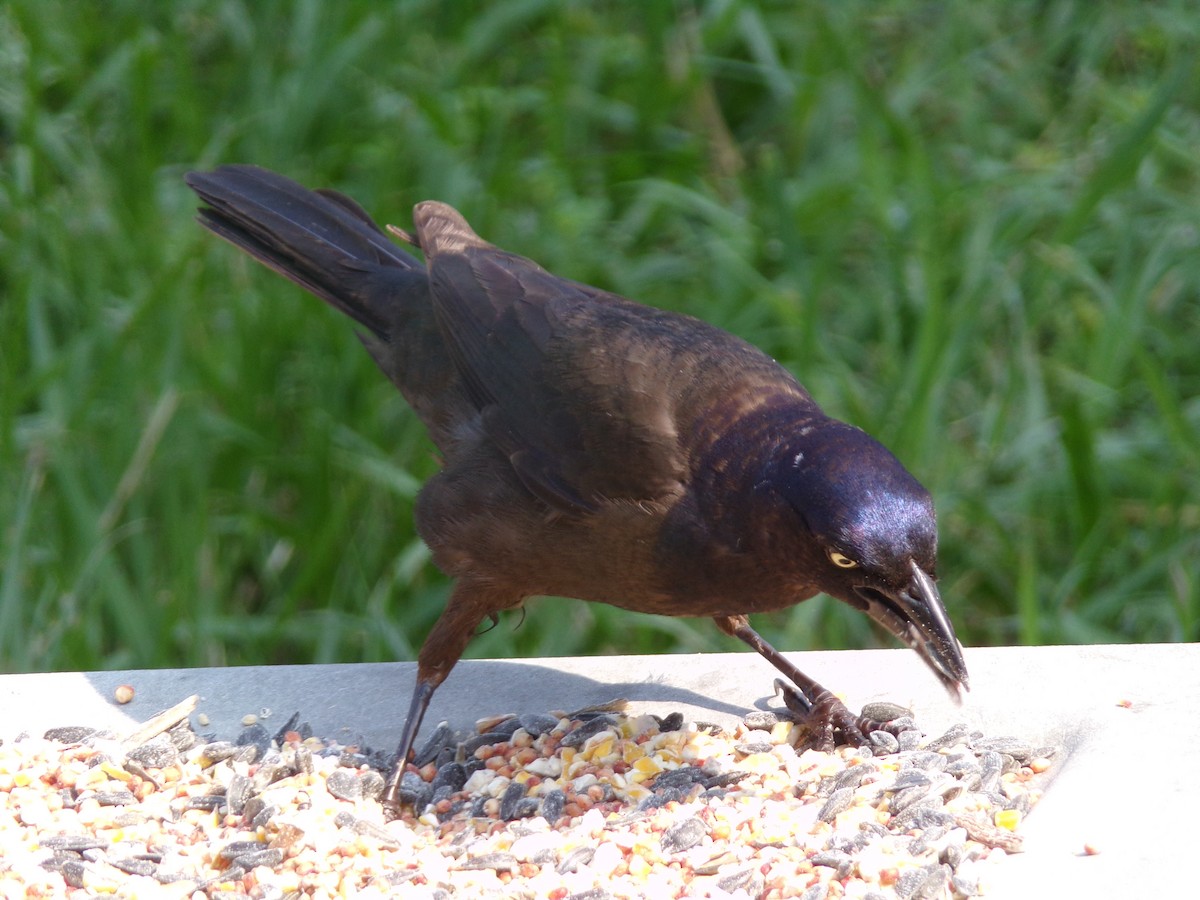 Common Grackle - Texas Bird Family