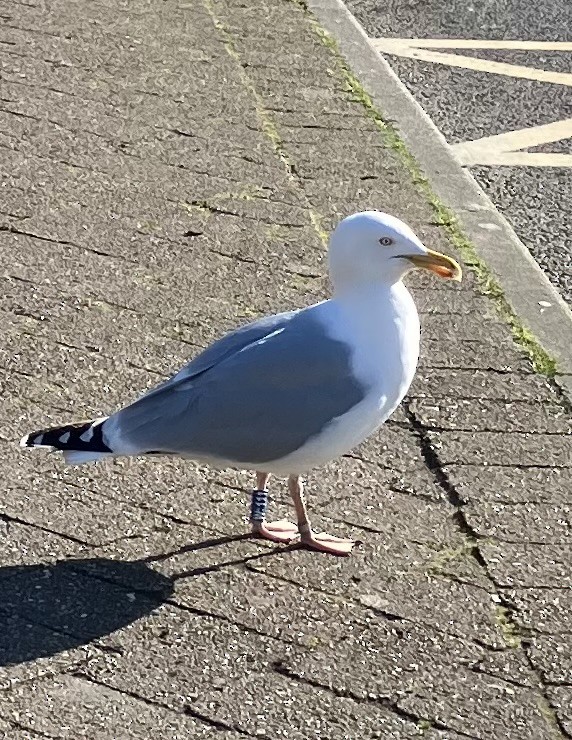 Herring Gull - ML618427814