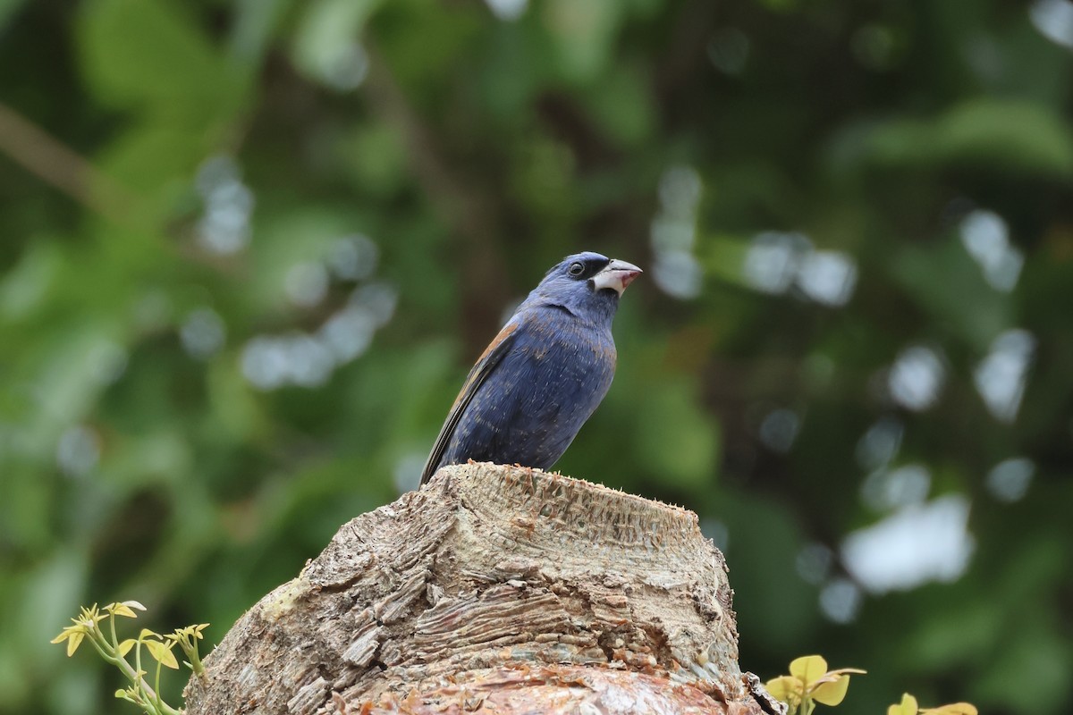 Blue Grosbeak - ML618427859