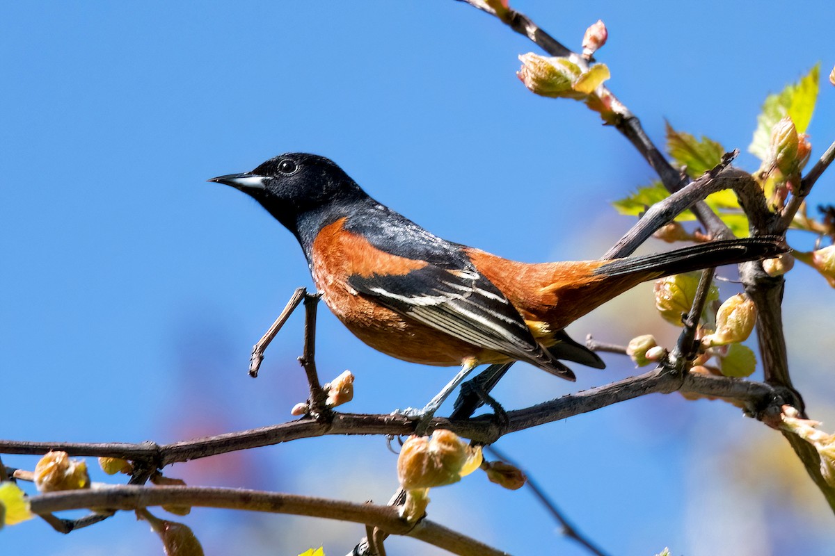 Oriole des vergers - ML618427885