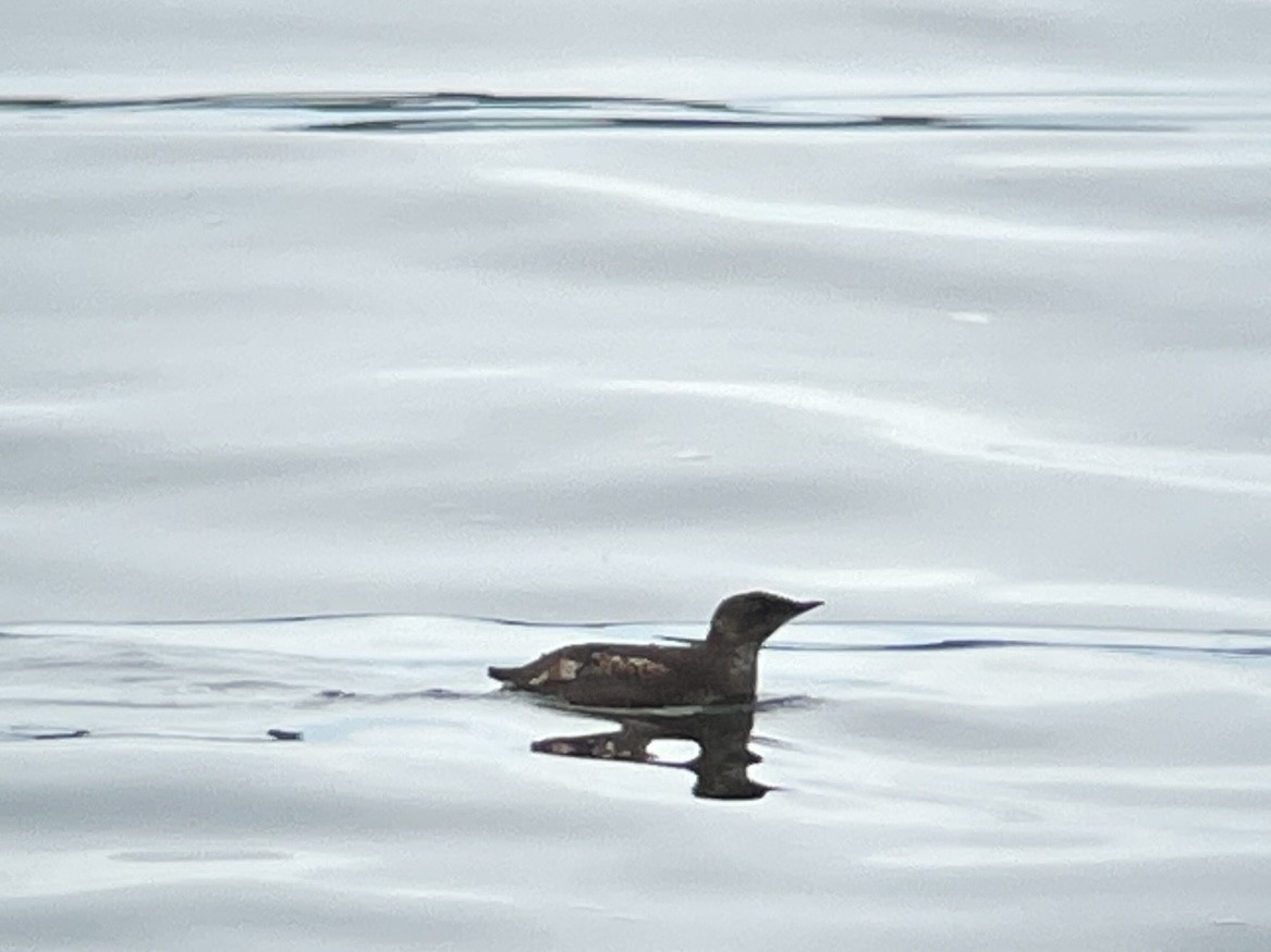 Guillemot marbré - ML618427913