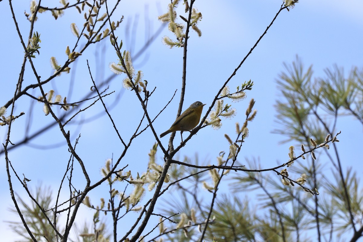 Nashville Warbler - ML618427945