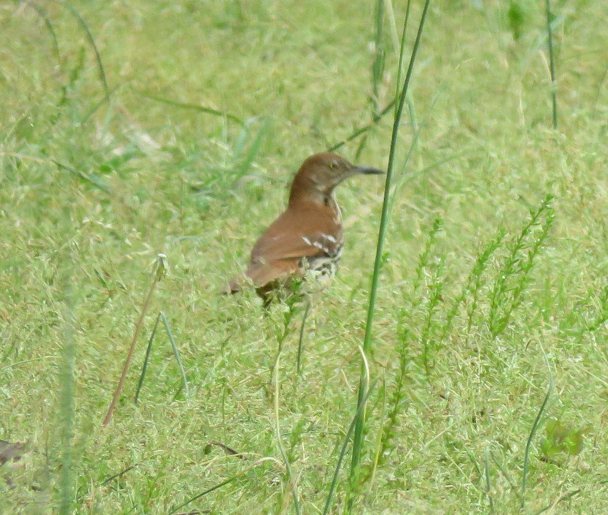 Brown Thrasher - Anonymous