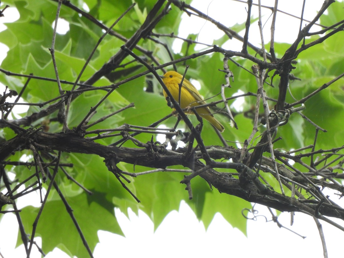 Yellow Warbler - ML618427970