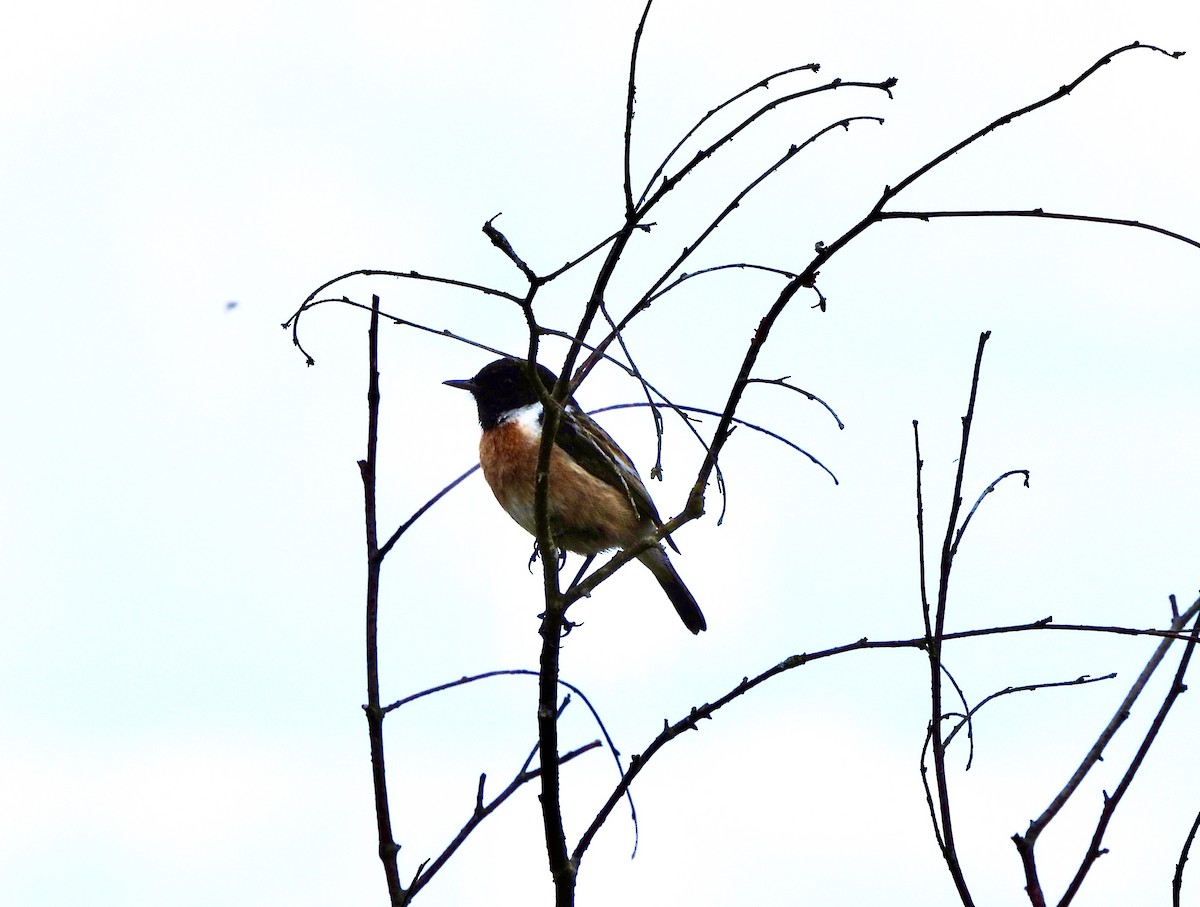 European Stonechat - Paul James