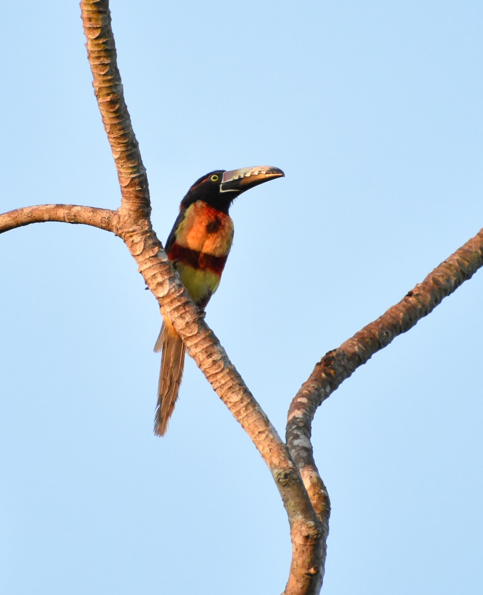 Arasarí Acollarado (grupo torquatus) - ML618428017