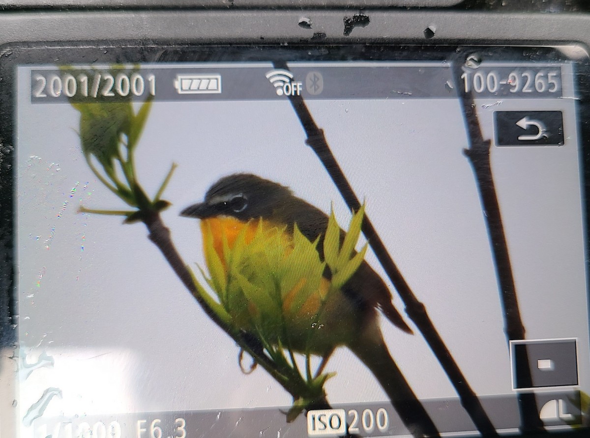 Yellow-breasted Chat - ML618428037