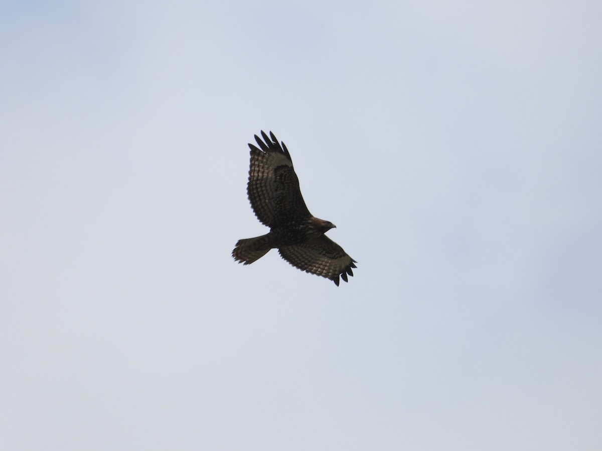 Red-tailed Hawk - ML618428051