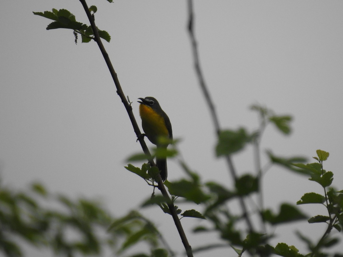 Yellow-breasted Chat - Dale Black