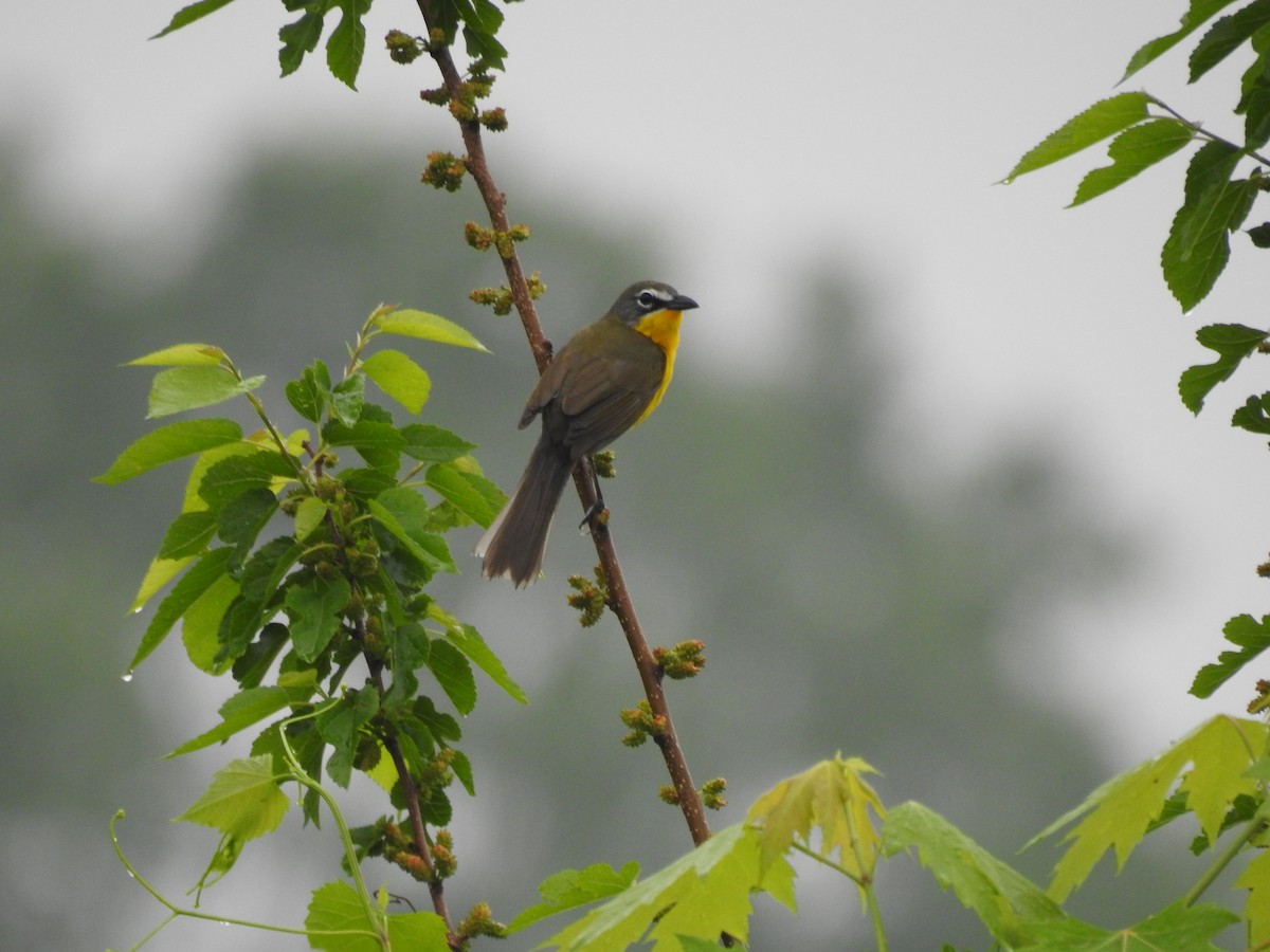 Yellow-breasted Chat - Dale Black