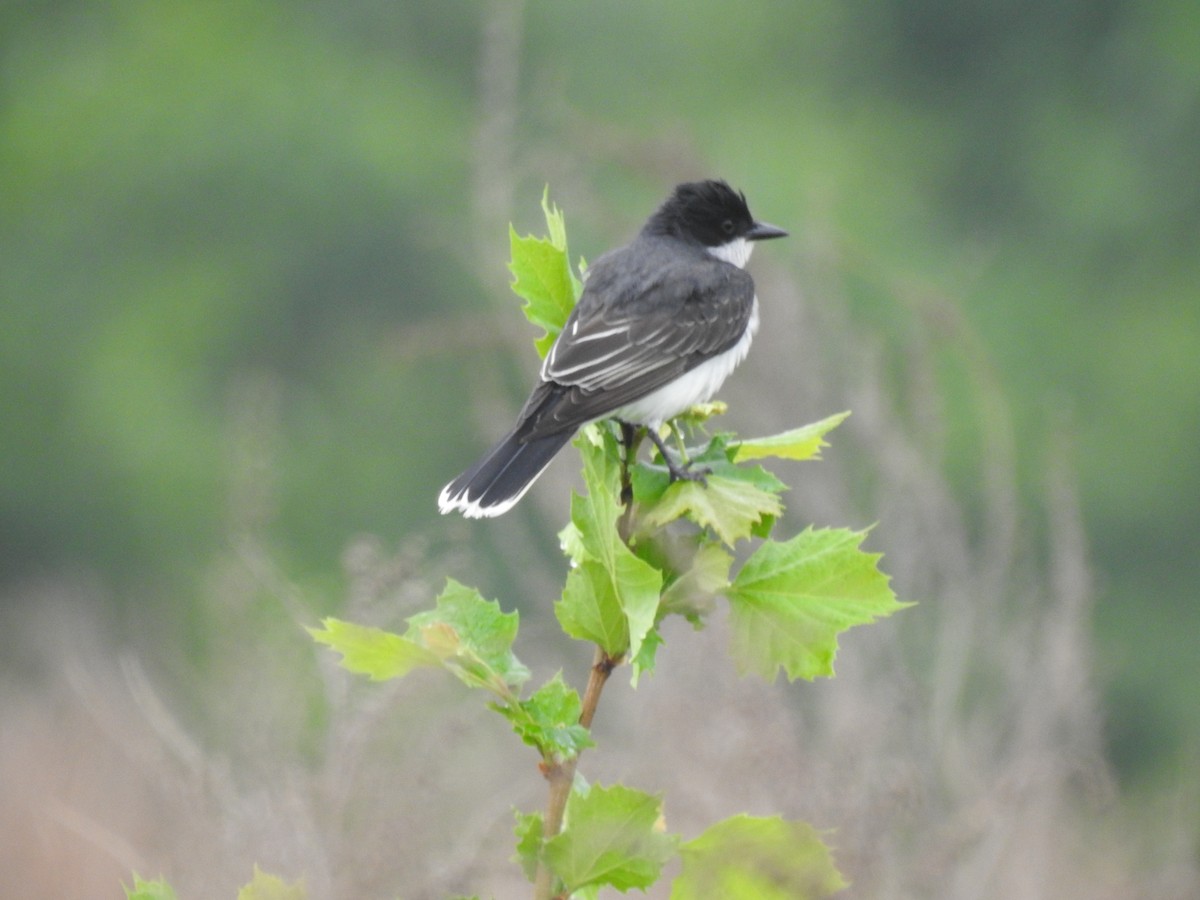 Eastern Kingbird - ML618428108