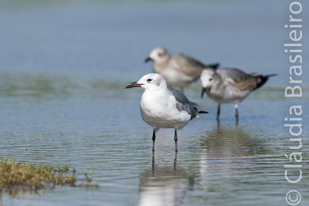 Gaviota Guanaguanare - ML61842811