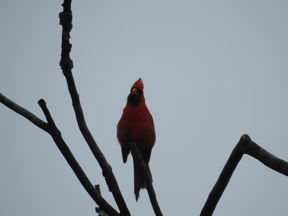 Cardinal rouge - ML618428116