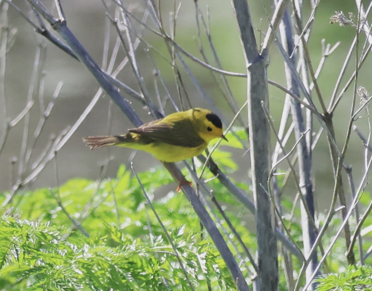 Малая вильсония - ML618428119