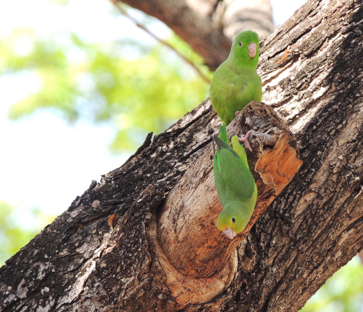 Green-rumped Parrotlet - ML618428156