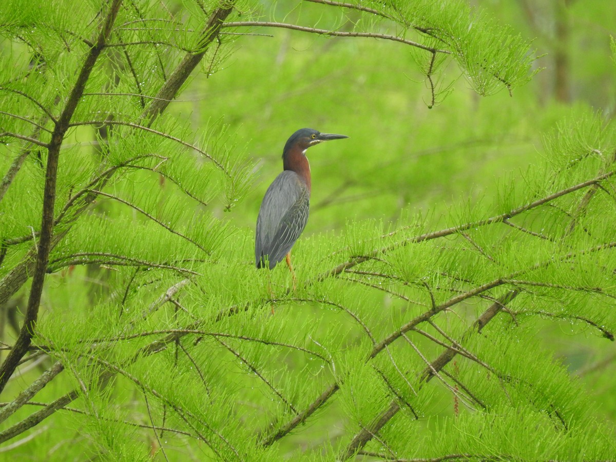 Green Heron - ML618428179