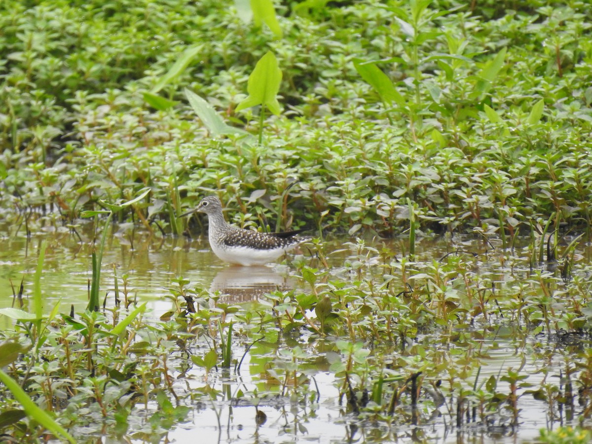 Solitary Sandpiper - ML618428188