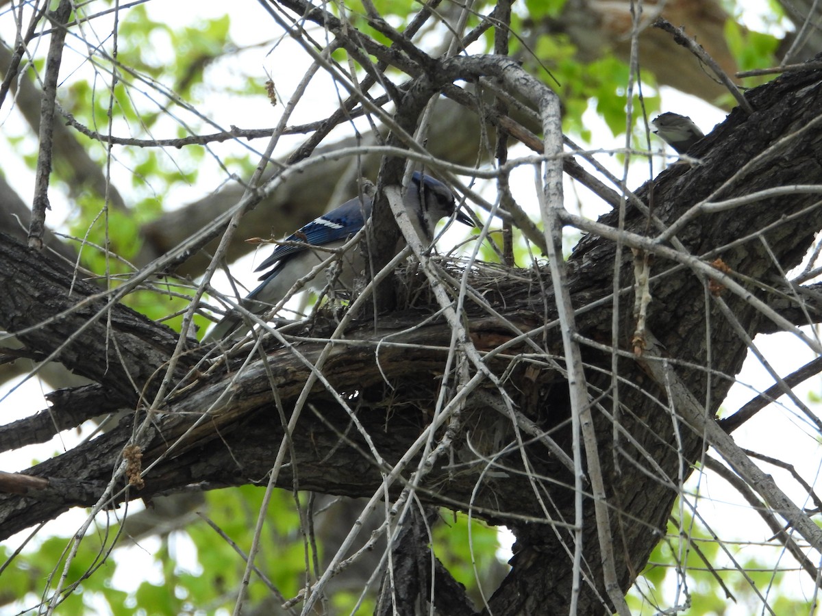 Blue Jay - ML618428191