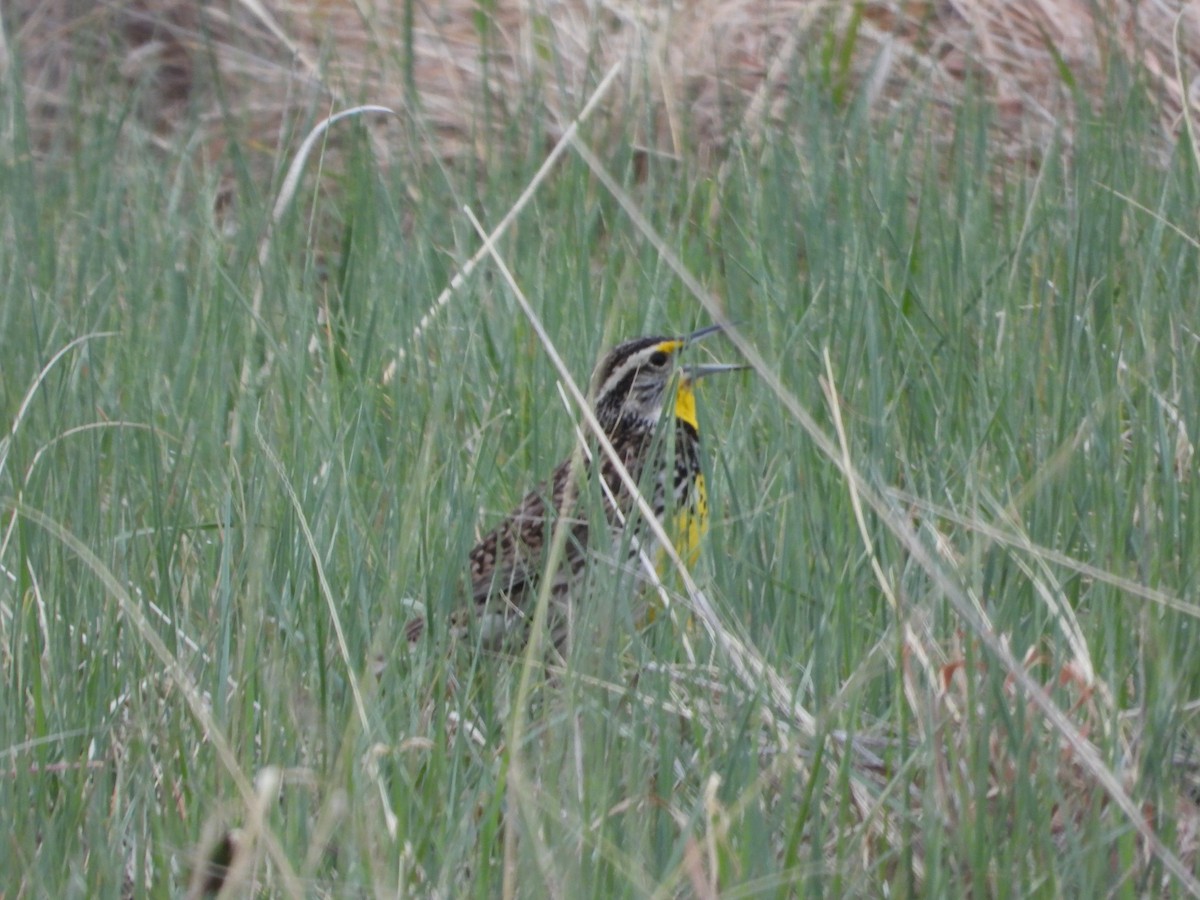 Western Meadowlark - ML618428231