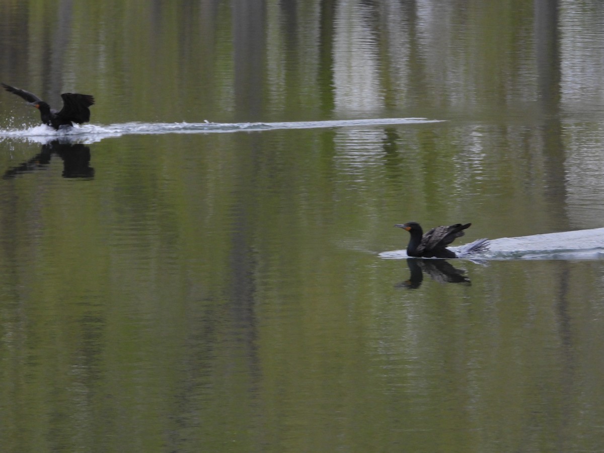 Double-crested Cormorant - ML618428271