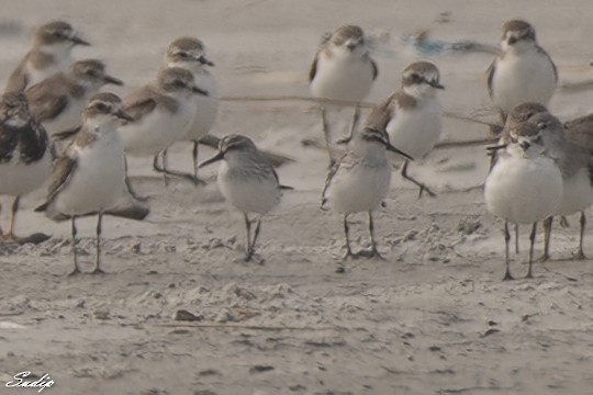 Broad-billed Sandpiper - ML618428272