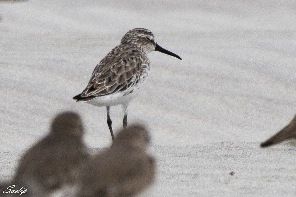 Broad-billed Sandpiper - Sudip Ghosh