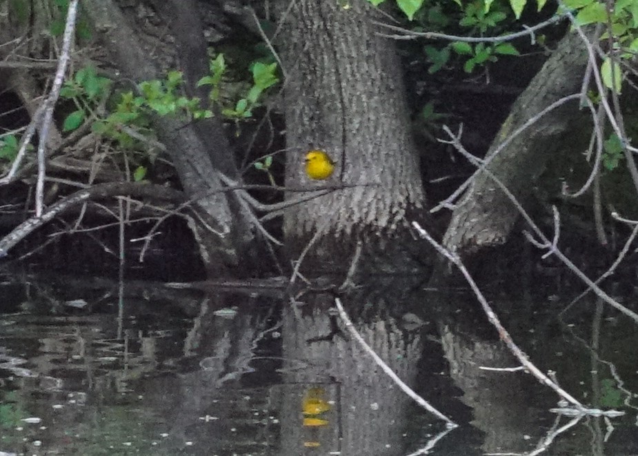 Prothonotary Warbler - Shawn Pfautsch