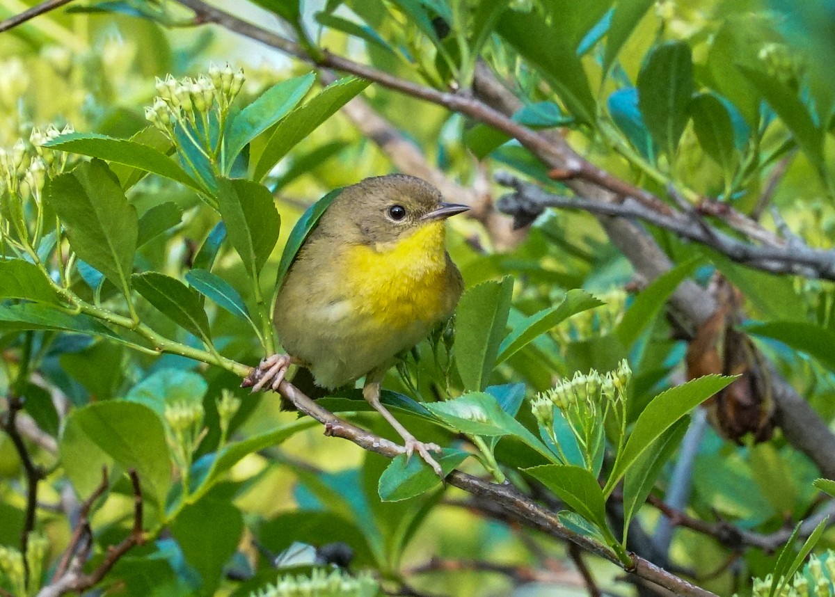 Common Yellowthroat - ML618428363