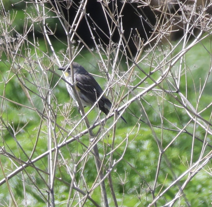 Yellow-rumped Warbler (Audubon's) - Gretchen Framel