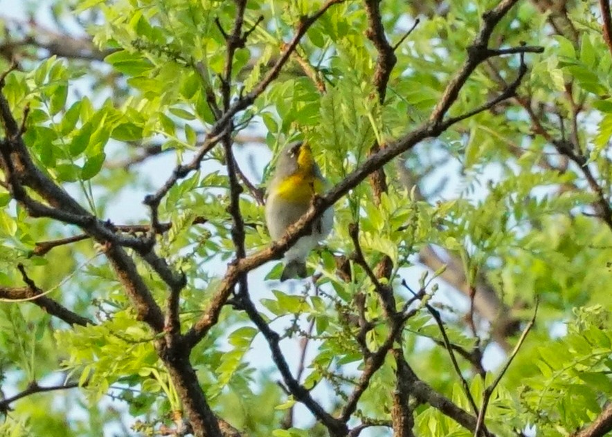 Northern Parula - ML618428384