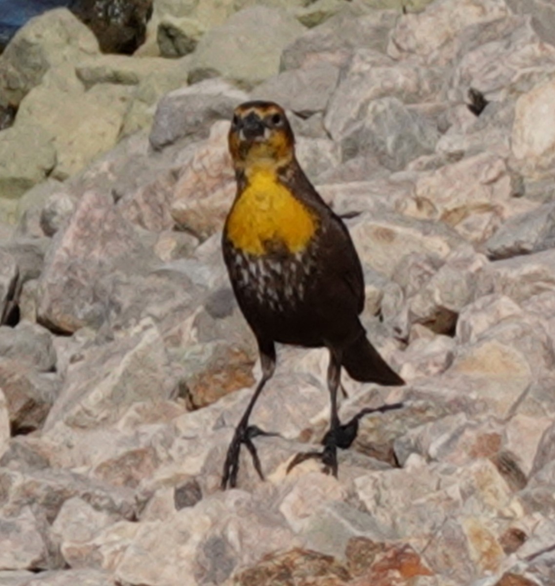 Yellow-headed Blackbird - David Berryman